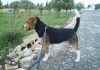 perro-beagle-CUCO-de-paseo