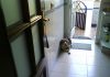 perro-beagle-CUCO-en-casa