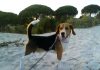 perro-beagle-CUCO-en-la-arena