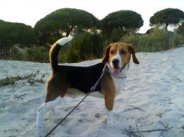 Beagles Cuco y Aila (Sevilla, España) perro-beagle-CUCO-en-la-arena