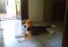 perro-beagle-Cuco-echado-en-el-suelo