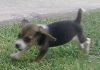 cachorro-beagle-Nena_1mes