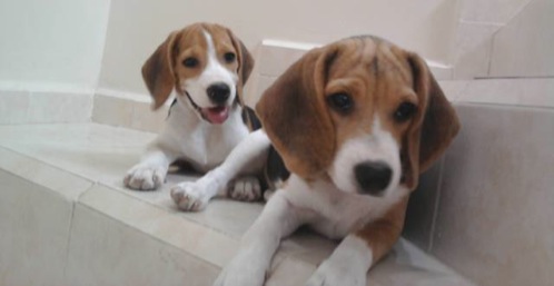 cachorros-beagle-3meses