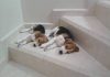 cachorros-beagle-Durmiendo