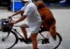 perro-viajando-en-bici
