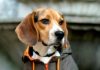 perro beagle con ropa impermeable