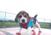Hunter-cachorro-beagle encima del auto