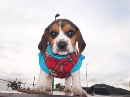 Hunter-cachorro-beagle-Mexico