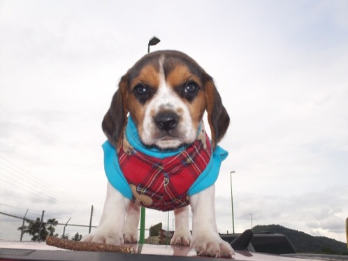 Hunter-cachorro-beagle-Mexico
