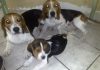 beagles-Boby-Roby-Toby