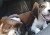 cachorros-beagle-Boby-Roby