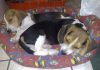 cachorros-beagle-durmiendo-Boby-Roby