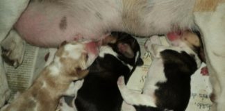 camada de cachorros de beagle tricolor