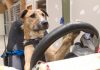 enseñan a conducir un carro a tres perros