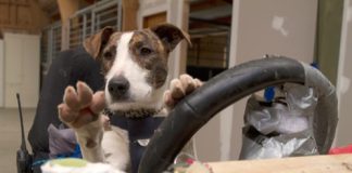 perros-aprenden-a-conducir