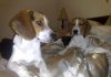 perros-beagle-Boby-Roby