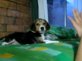 video-molestando-a-cachorro-beagle
