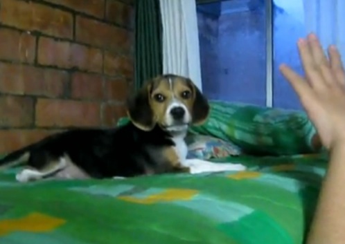 video-molestando-a-cachorro-beagle