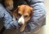 Garret, un beagle con problemas de próstata