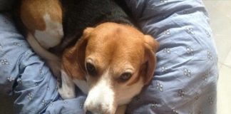 Garret, un beagle con problemas de próstata
