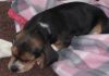 Maya-cachorrita-beagle-dormida