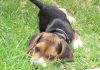 Maya-cachorro-beagle-hierba
