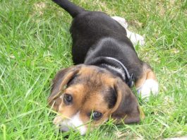 Maya-cachorro-beagle-hierba
