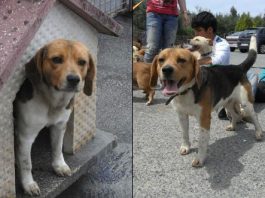 Rino-perro-beagle-en-adopcion