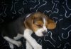 cachorrita-beagle-Sofia, durmiendo