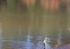 Mara, cachorro de beagle junto al lago