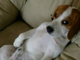 video-perro-beagle-viendo-la-tele