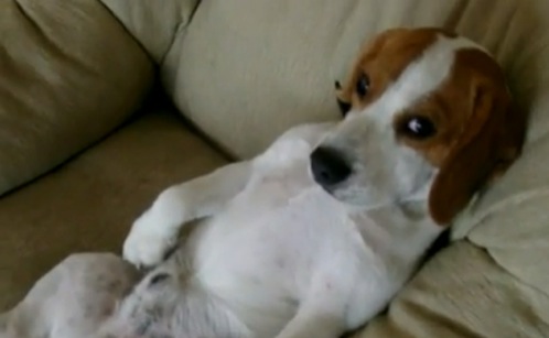 video-perro-beagle-viendo-la-tele