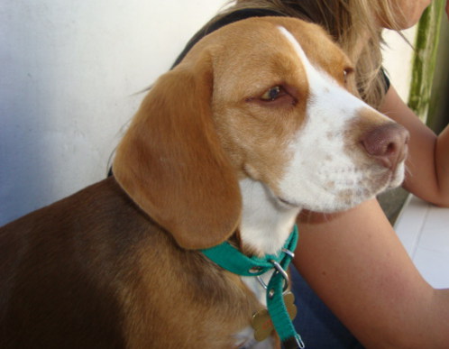 perrita-beagle-Luna-Buenos-Aires
