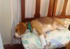 perrita-beagle-Luna, durmiendo