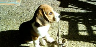 cachorro-beagle-travieso