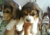 cachorros-beagle-Dasha-Bruno