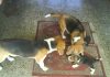 cachorros-perros-beagle-Dasha-Bruno-y-padres