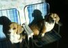 perros-beagle-en-sillones
