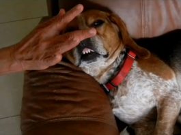 solucion-estornudo-inverso-perros