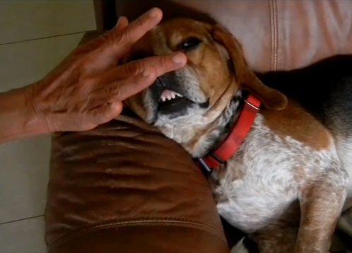 solucion-estornudo-inverso-perros