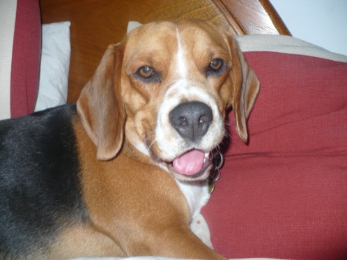 beagle-Felipe-Argentina, su dueña se llama Liliana