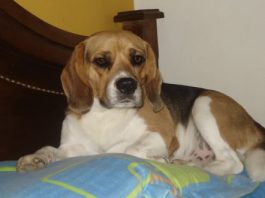 Nacho, un beagle con apellidos