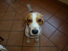 Beagle Nuc, y dudas sobre castración