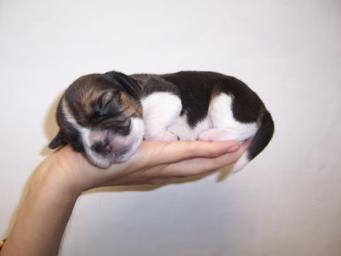 La beagle Lupe y sus cachorros