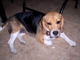 La beagle Mía de Mendoza (Argentina)