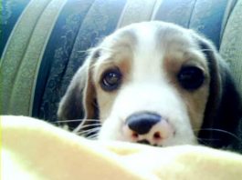 Lukas: un beagle en casa de Vanessa