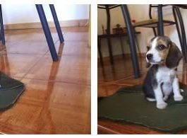 De cómo Polita ayudó a Marcela, y otras historias