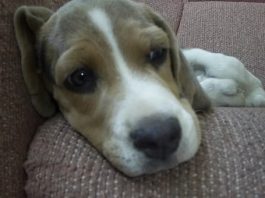 Un beagle Spot en Guadalajara (México)