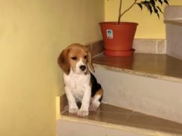 Gabriela y su beagle Luna (Argentina)