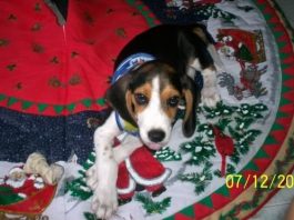 Un beagle llamado Manolo